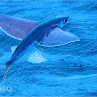 Mơ thấy cá chuồn có cánh bay lượn: Biểu tượng may mắn và con số nên đánh