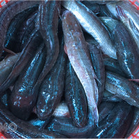 Mơ thấy cá lóc: Điềm lành hay cảnh báo? Khám phá ngay bộ số dễ trúng