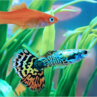 Cá mây chiều xuất hiện trong mơ mang ý nghĩa gì? Số đẹp đi kèm là gì?