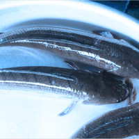 Mơ thấy cá quả có ý nghĩa gì? Giải mã chi tiết và con số may mắn