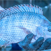 Giấc mơ cá rô: Dấu hiệu tài lộc, cơ hội nhỏ nhưng quý giá, con số chuẩn nhất