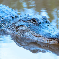 Mơ thấy cá sấu mang thông điệp gì? Chọn con số nào đúng nhất?