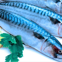 Mơ thấy cá thường không rõ loài: Ý nghĩa ẩn sau và số may mắn cực chuẩn