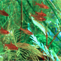 Mơ thấy cá to nhỏ: Tài lộc, cơ hội và bộ số may mắn dành cho bạn