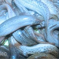 Mơ thấy nhiều cá trạch là điềm gì? Gợi ý con số dễ trúng