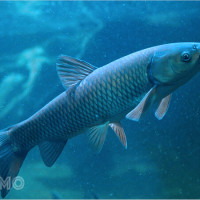 Đột nhiên mơ thấy cá trắm mang ý nghĩa gì? Con số nào nên đánh?