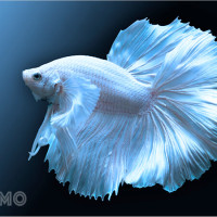 Mơ thấy cá trắng dẫn đường là điềm báo tâm linh gì? Đánh số nào chuẩn nhất?