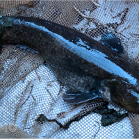 Gợi ý bộ số may mắn khi mơ thấy cá trê: Ý nghĩa đằng sau giấc mơ 