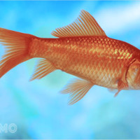 Mơ thấy cá vàng có ý nghĩa gì? Con số nào đang vào tay?