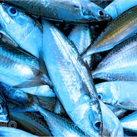 Mơ thấy cá có ý nghĩa gì? Giải mã chi tiết và con số may mắn chuẩn nhất