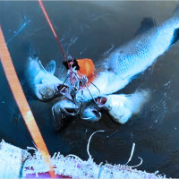 Mơ thấy mình đi đánh cá và bắt được nhiều cá? Giải mã chi tiết ý nghĩa và con số chuẩn nhất