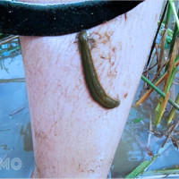 Bí ẩn giấc mơ đỉa bám vào chân: Điềm lành hay xui xẻo, đánh con gì trúng lớn